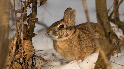 post_thumb_preview