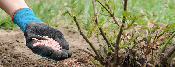 5 secrete de îngrijire a trandafirilor după iarnă