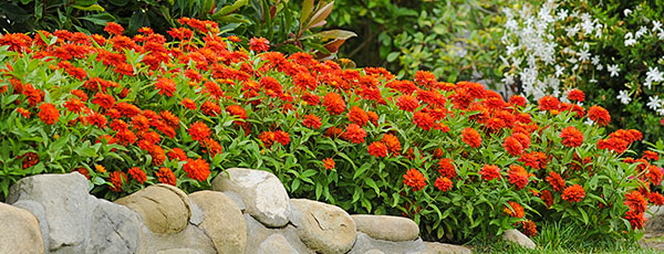 8 plante care resping țânțarii