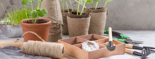 Află cum să împiedici căderea răsadurilor