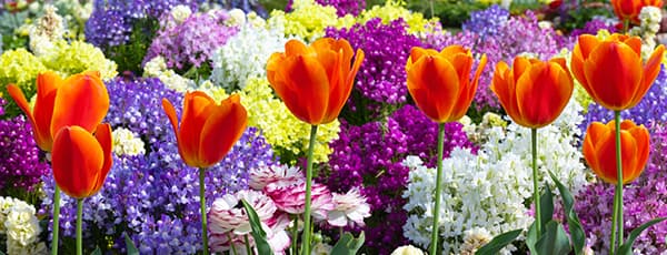 Aranjamente florale de lalele și narcise