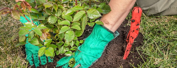 Avantajele și caracteristicile plantării trandafirilor de toamnă