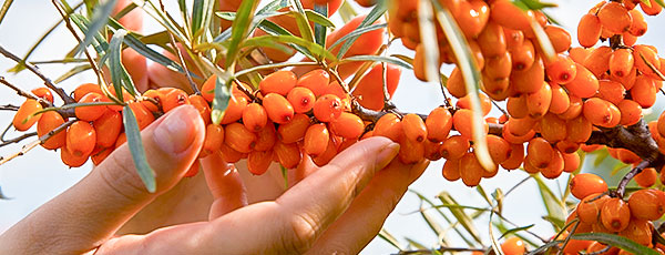 Beneficiile consumului de cătină pentru organism