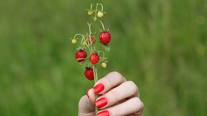 Când se coc fragii?