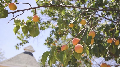 Când se plantează caisul?