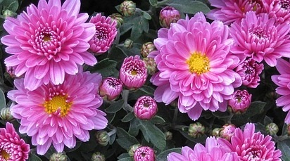 Când se plantează crizantemele?