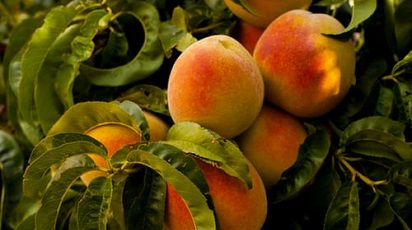 Când se plantează piersicul?