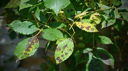 Care sunt bolile trandafirilor urcători?