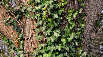 Cum se înmulțește iedera?