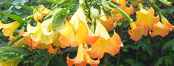 Brugmansia (Anielskie trąby) - rozmnażanie z nasion i sadzonek