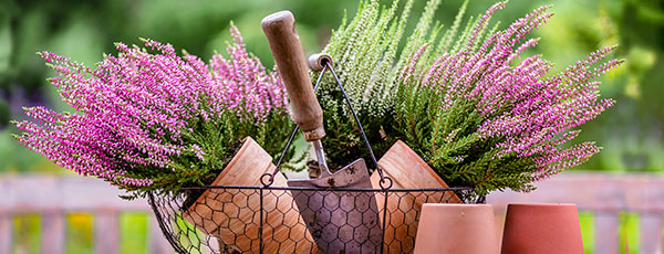 Calluna în grădină: caracteristici și subtilități privind cultivarea