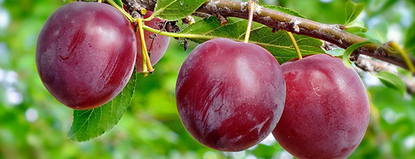 Când și cum se fac tăierile la pruni