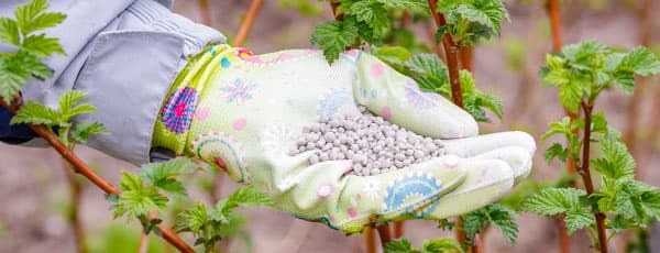 Când și de ce să folosești îngrășăminte cu potasiu pentru culturile tale