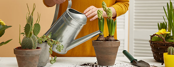 Ce faci toamna cu plantele la ghiveci