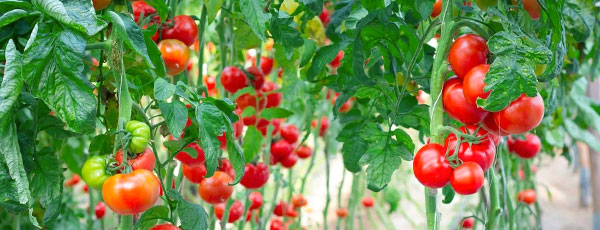 Ce trebuie făcut în livadă și în grădină în luna iunie