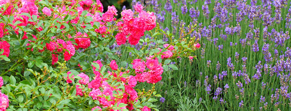 Combină lavanda și trandafirii în grădină
