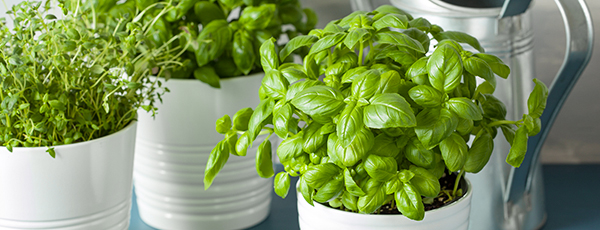 Condiment aromat pe pervazul ferestrei: cultivarea busuiocului într-o oală