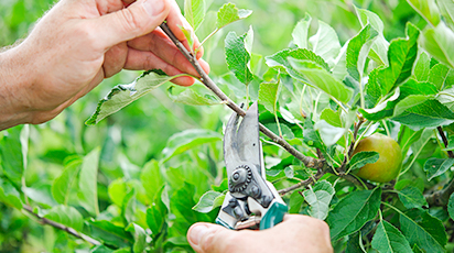 10 reguli de bază pentru tăierea pomilor fructiferi