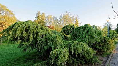 3 soiuri de conifere pe care le poți crește în grădină