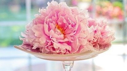 5 sfaturi practice despre plantarea și îngrijirea bulbilor de bujori