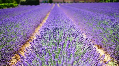 7 plante aromatice care nu trebuie să-ți lipsească din grădină