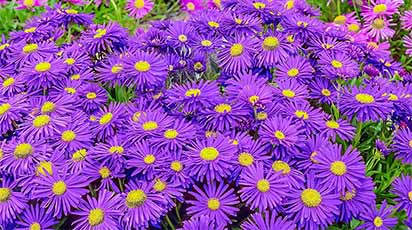 7 Plante perene cultivate din semințe