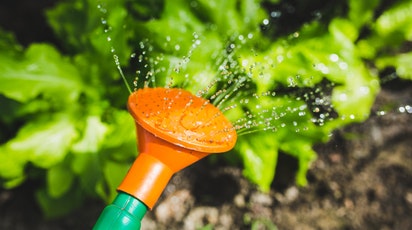 9 Sfaturi de grădinărit esențiale pentru începători 