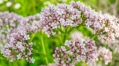 Aliatul sănătății tale: plantează valeriană în ghiveci