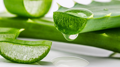 Aloe Vera, o plantă plină de surprize