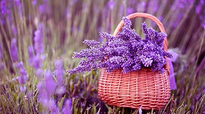 Regatul de Lavandă – regina parfumului