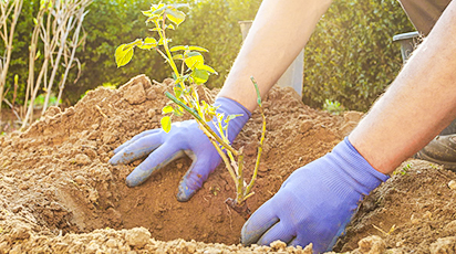 Beneficiile plantării de toamnă pentru grădina ta