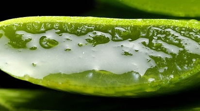 Beneficiile utilizării plantei de aloe vera