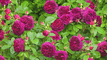 Calendar lunar pentru îngrijirea trandafirilor