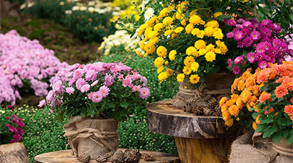 Când plantăm bulbii de flori de toamnă. Pregătirea grădinii pentru anul viitor