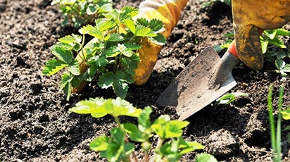 Când se plantează căpșunile?