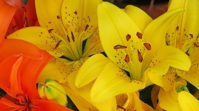 Când și cum se plantează crinul în grădină