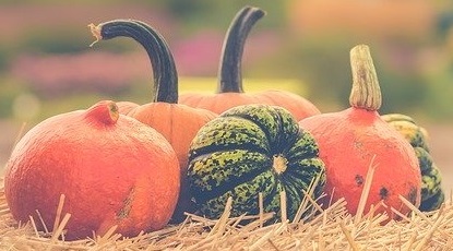 Când și cum se plantează dovleacul în grădină