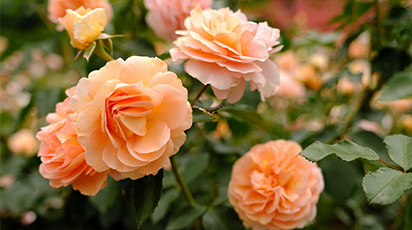 Când și unde se plantează trandafirii teahibrizi