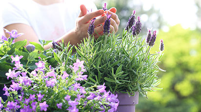 Când transplantăm lavanda într-un alt loc
