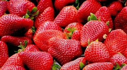 Care sunt principalele boli ale căpșunului și cum le poți preveni