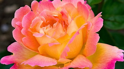 Care sunt soiurile de trandafiri care înfloresc tot anul?