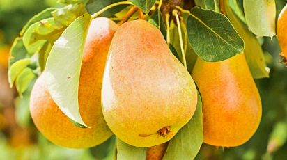 Ce arbori și arbuști fructiferi este bine să plantezi toamna și cum îi plantezi corect