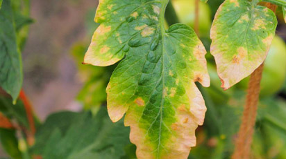 Ce e de făcut dacă frunzele culturilor de roșii și castraveți se îngălbenesc