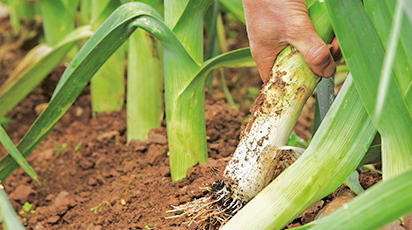 Ce legume plantăm toamna și cum fertilizăm solul