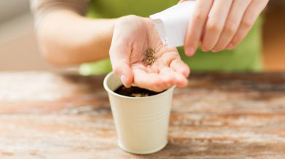 Ce legume poți planta în luna februarie: checklistul grădinarului