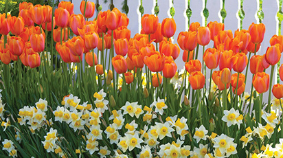 Ce poți planta alături de narcise