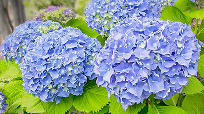 Ce să plantezi alături de hortensii: prințesele grădinii umbrite