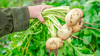 Ce soiuri de napi să alegi și cum le plantezi în grădină