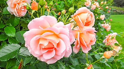 Ce soiuri de trandafiri aleg grădinarii începători