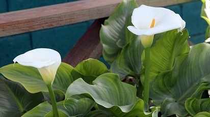 Ce trebuie să știi despre plantarea și îngrijirea calei în ghiveci?